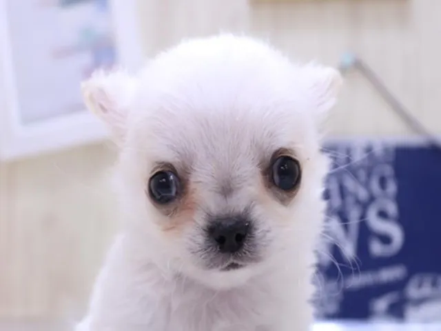 静岡県のチワワ(ロング) (ペッツワン沼津店/2024年12月23日生まれ/女の子/クリーム)の子犬